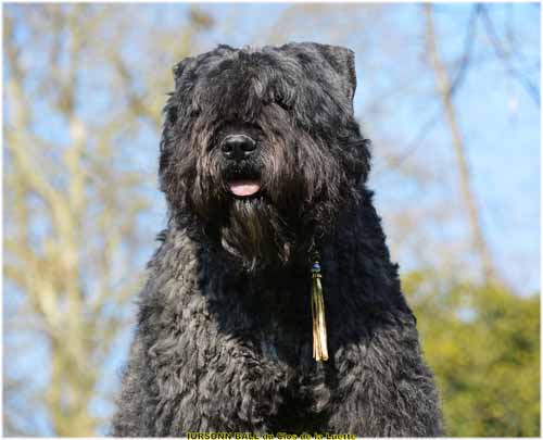 IURSONN du Clos de la Luette SITE WEB ELEVAGE DU CLOS DE LA LUETTE SPECIALISE POUR LE BOUVIER DES FLANDRES ©